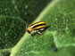 striped cucumber beetle