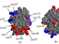 front and back face of Cytochrome C