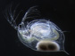 daphnia