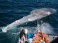 researchers examine a dead blue whale