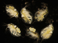 infected and uninfected Daphnia dentifera
