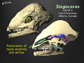 Stegoceras skull with airflow