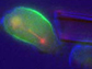 dividing cells