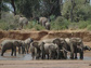 elephants at a river