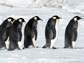 Emperor Penguins