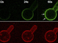 model cell membranes