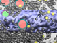 simulation of a sugar transporter protein