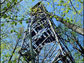 forest tower