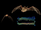 composite picture of two Mexican free-tailed bats