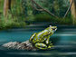 painting of a frog sitting next to water