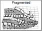 the male genitalia of Bahamian mosquitofish