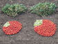 a variety of tomatoes