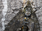 giant hawk moth