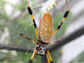 golden silk spider spinning webs
