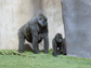 a gorilla family