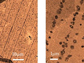 early-stage growth of graphene on copper