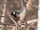 Japanese great tit