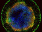 embryonic stem cells