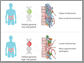 shifts in the gut bacteria