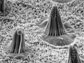 inner ear hair cells