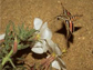 moth probing flower