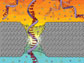 illustration of a single-stranded DNA homopolymer