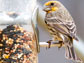 a male house finch eat at a bird feeder