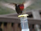 Anna's hummingbird (Calypte anna)