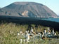 Isabella Island in the Galapagos