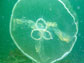 the jellyfish Aurelia aurita (moon jelly)