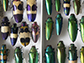 jewel beetles