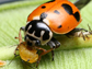 ladybug eats aphid