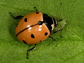 aphid being attacked by a ladybug