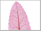 chemically cleared leaf of Heteromeles arbutifolia