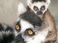 Lemur mother and baby