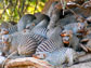 a group of mongoose