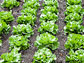 rows of lettuce