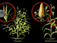 illustration of the wild grass teosinte and corn