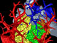 a 3D rendering of a mammal lung