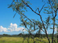 mesquite tree