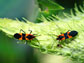 large milkweed bugs