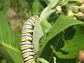 milkweed being eaten by a caterpillar
