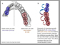 milk teeth and adult molars