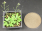 Arabidopsis plants (left) and gray mold