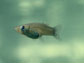 a mosquitofish