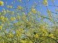 wild mustard plants