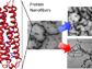 protein nanofibers