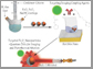 schematic of nanoparticle construction