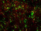 neural stem cells (green)