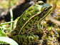 northern leopard frog